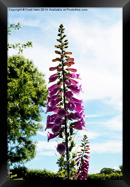 The common ‘foxglove’. Framed Print by Frank Irwin