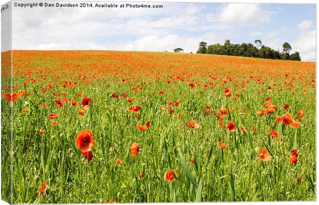 Poppies in England Canvas Print by Dan Davidson