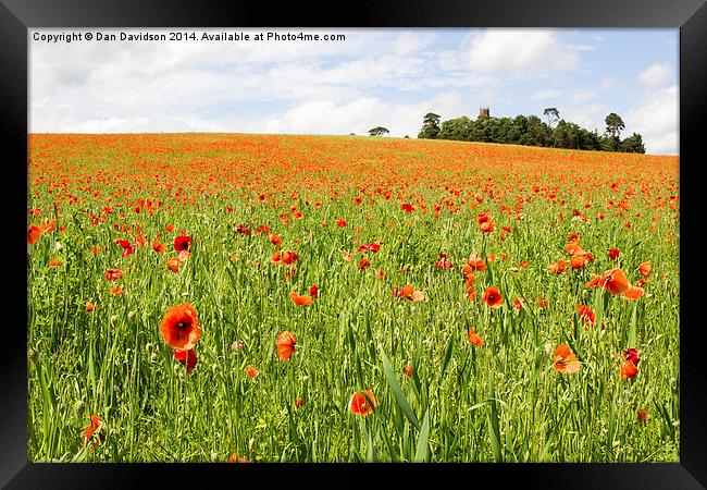 Poppies in England Framed Print by Dan Davidson