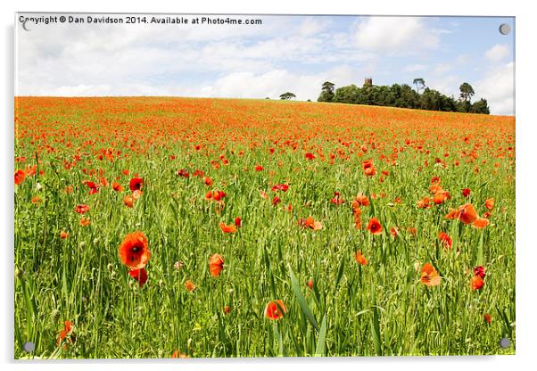 Poppies in England Acrylic by Dan Davidson