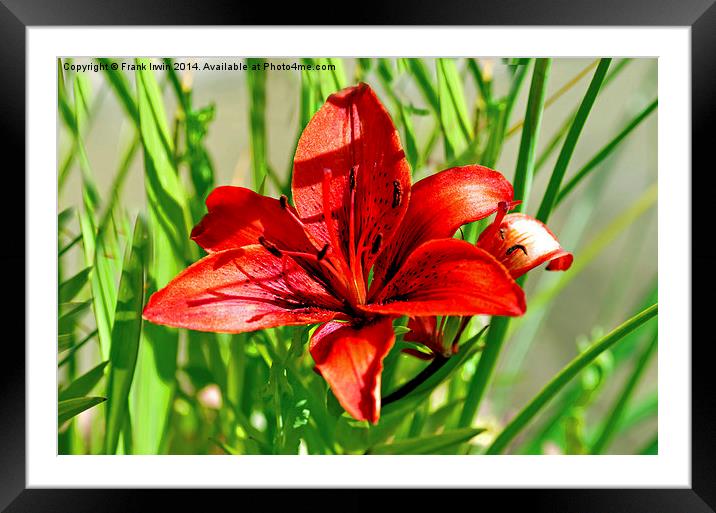 Eye catching red Lilly Framed Mounted Print by Frank Irwin