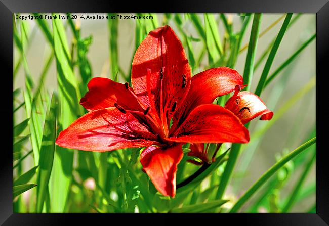 Eye catching red Lilly Framed Print by Frank Irwin