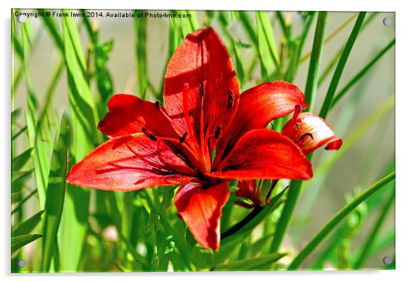Eye catching red Lilly Acrylic by Frank Irwin