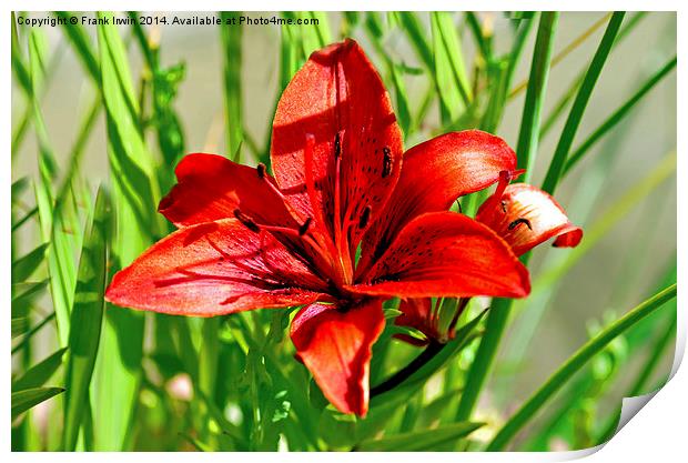 Eye catching red Lilly Print by Frank Irwin