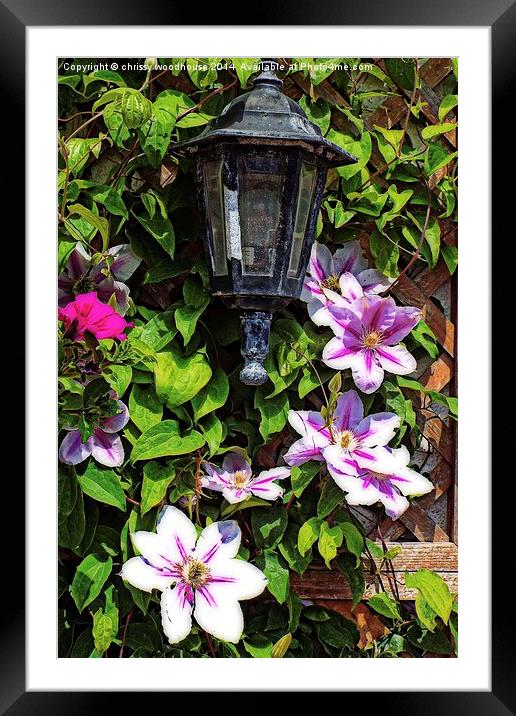 clematis around a lantern Framed Mounted Print by chrissy woodhouse