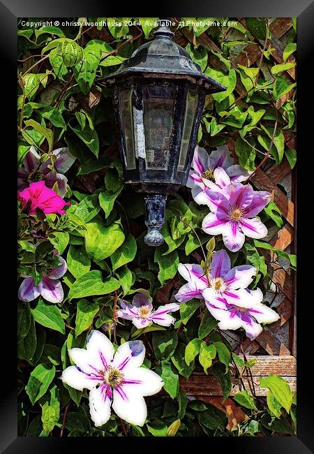 clematis around a lantern Framed Print by chrissy woodhouse