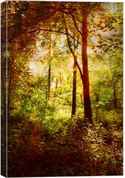 The Glade. Canvas Print by Heather Goodwin