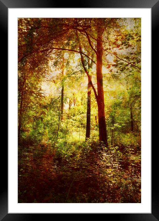 The Glade. Framed Mounted Print by Heather Goodwin