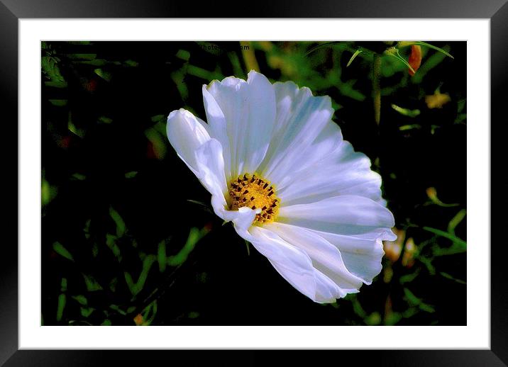 Reach For The Sun Framed Mounted Print by sylvia scotting