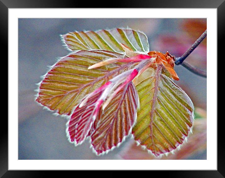 Copper Beach Leaves Framed Mounted Print by Patricia Fatta