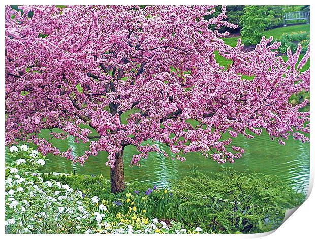 Flowering Tree Over Water Print by Patricia Fatta