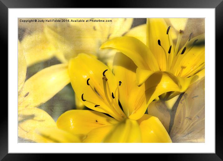 Bright Yellow Framed Mounted Print by Judy Hall-Folde