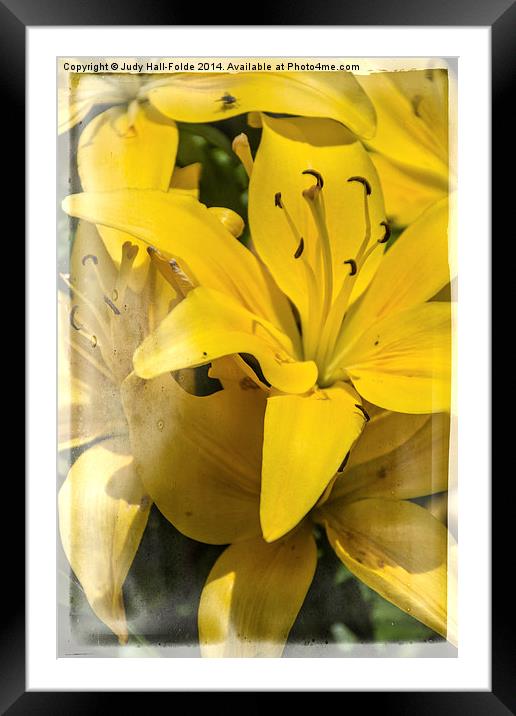 Summer Lilies Framed Mounted Print by Judy Hall-Folde