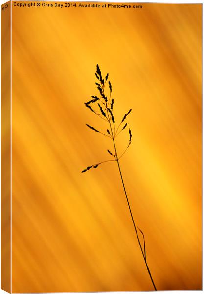 Grass Silhouette Canvas Print by Chris Day
