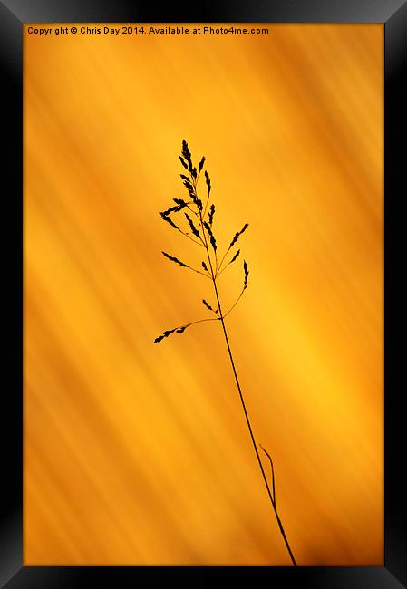 Grass Silhouette Framed Print by Chris Day