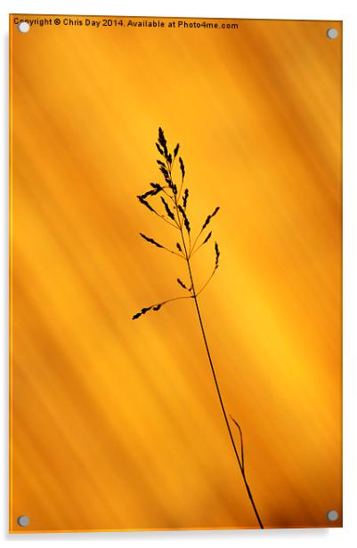 Grass Silhouette Acrylic by Chris Day
