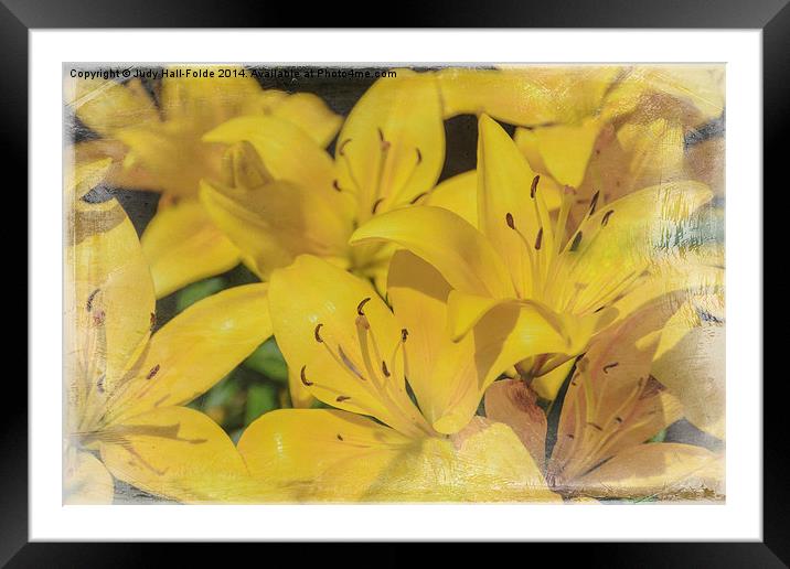 Yellow Lilies Framed Mounted Print by Judy Hall-Folde