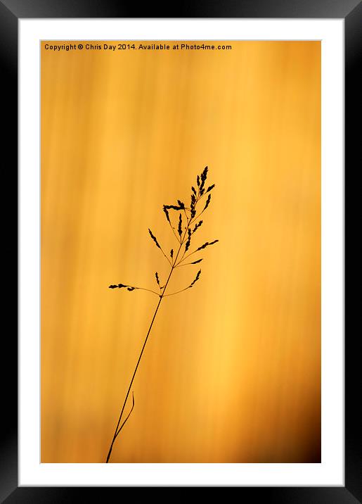 Grass Silhouette Framed Mounted Print by Chris Day