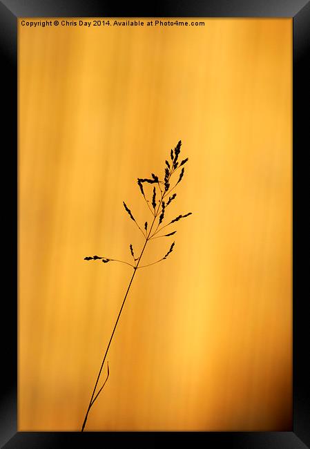 Grass Silhouette Framed Print by Chris Day