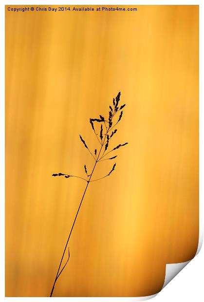 Grass Silhouette Print by Chris Day