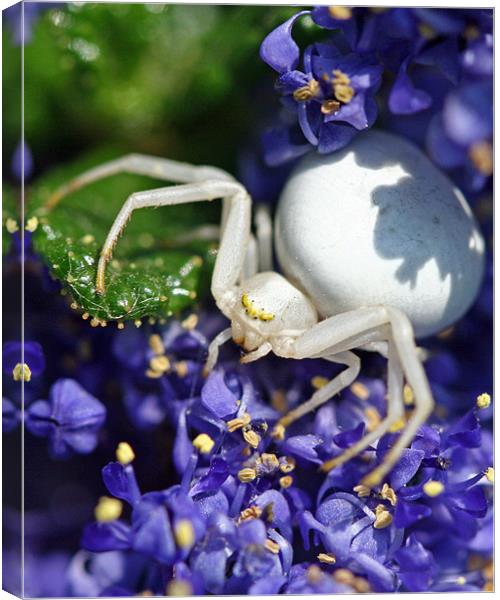 White Crab Spider Canvas Print by Mike Gorton