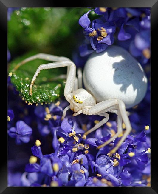 White Crab Spider Framed Print by Mike Gorton