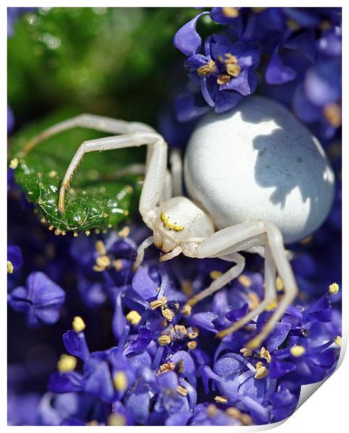 White Crab Spider Print by Mike Gorton