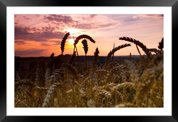Sunset field Framed Mounted Print by Colin Brittain