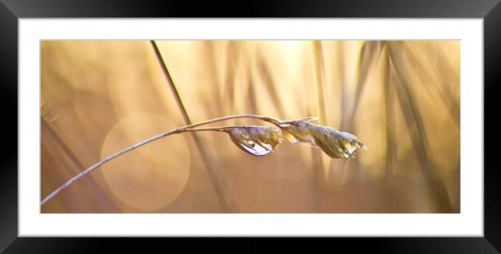 Dew drops Framed Mounted Print by Colin Brittain
