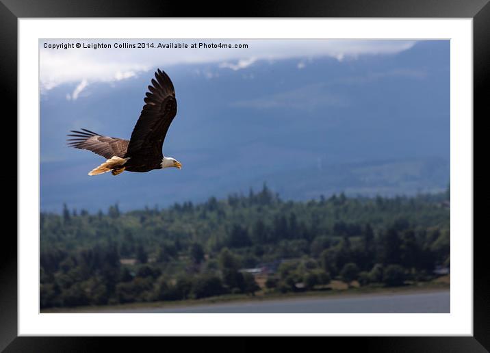 Bald eagle Vancouver island Canada Framed Mounted Print by Leighton Collins
