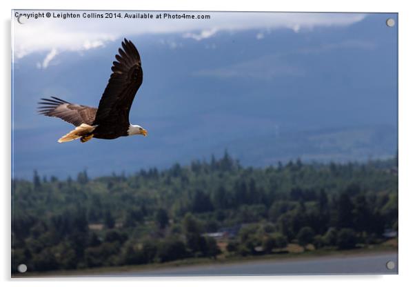 Bald eagle Vancouver island Canada Acrylic by Leighton Collins