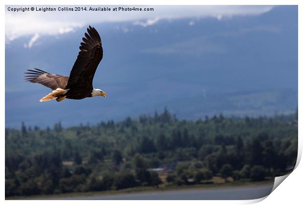 Bald eagle Vancouver island Canada Print by Leighton Collins