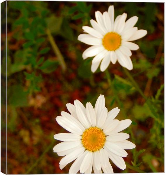 Wild Daisies 1 Canvas Print by Michael Wick