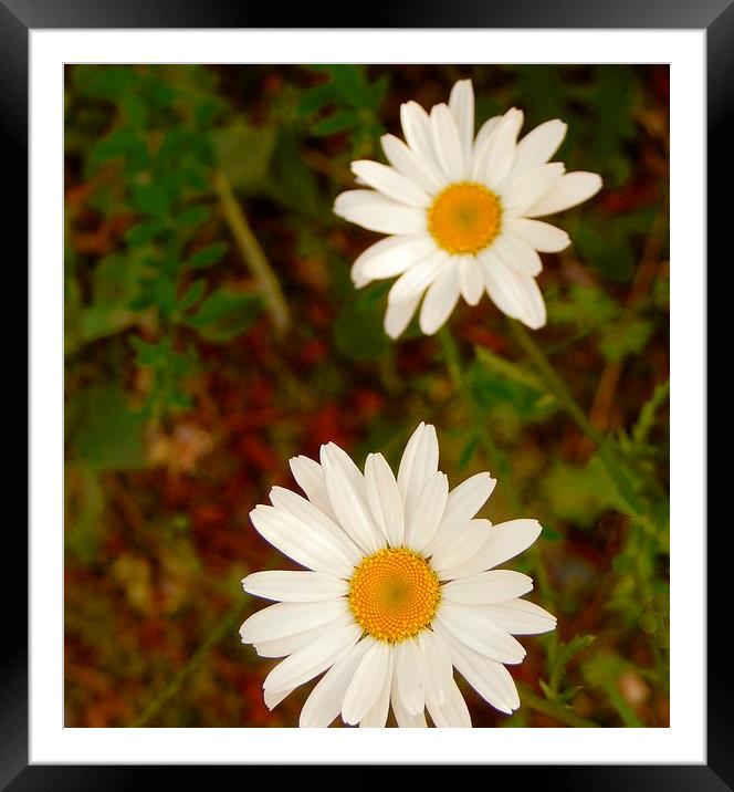 Wild Daisies 1 Framed Mounted Print by Michael Wick
