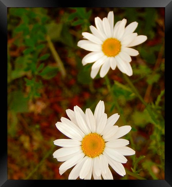 Wild Daisies 1 Framed Print by Michael Wick