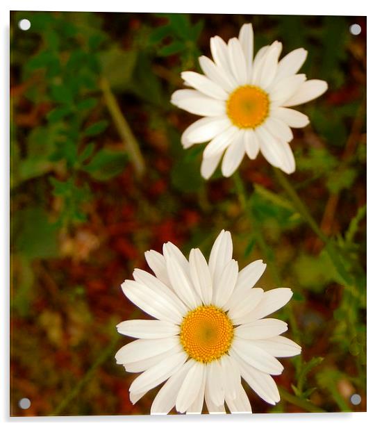 Wild Daisies 1 Acrylic by Michael Wick
