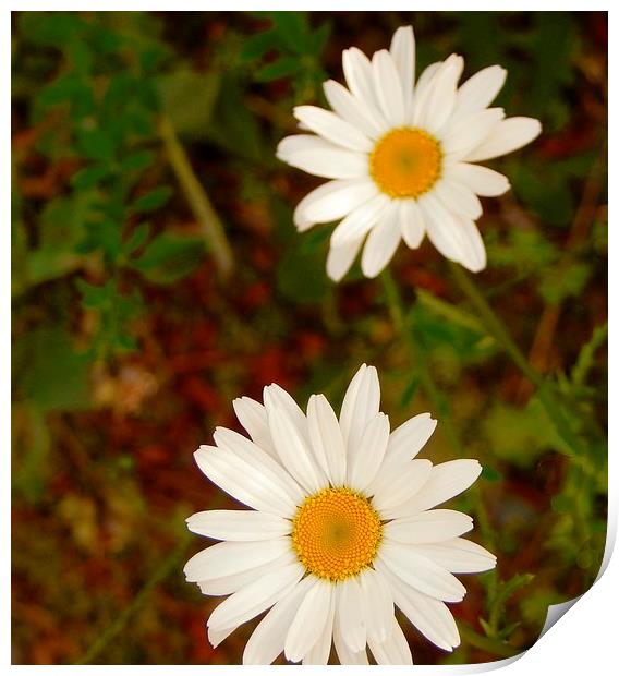 Wild Daisies 1 Print by Michael Wick