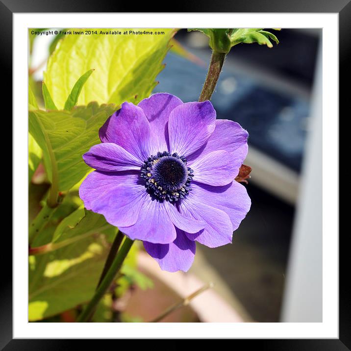Pretty anemone growing in a container (pot). Framed Mounted Print by Frank Irwin