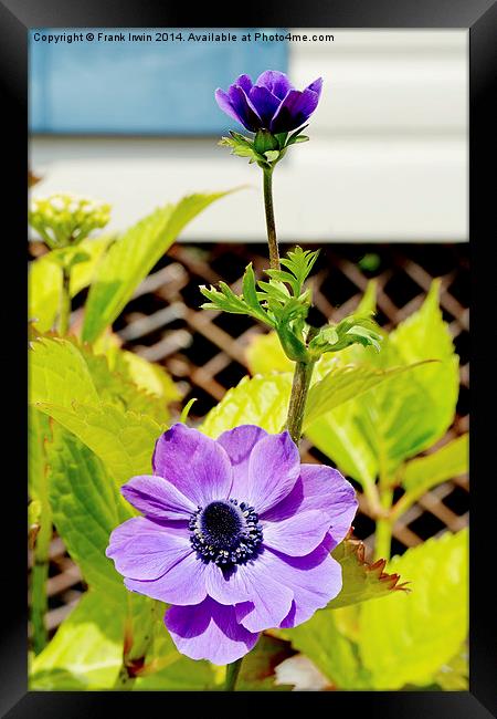Pretty anemone growing in a container (pot). Framed Print by Frank Irwin