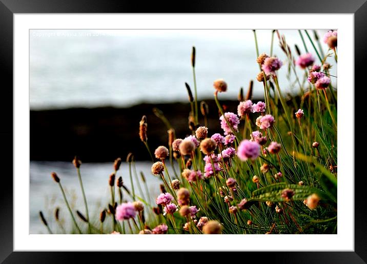 Sea Thrift wildflower Framed Mounted Print by Alexia Miles