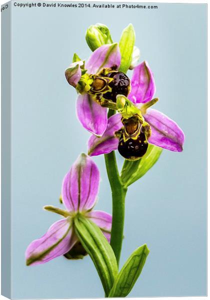 Bee Orchid Canvas Print by David Knowles