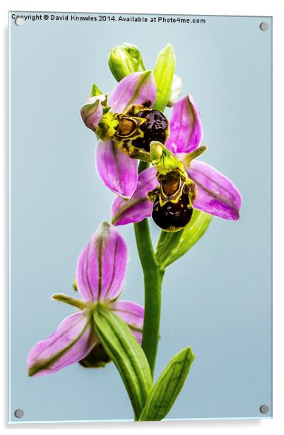 Bee Orchid Acrylic by David Knowles