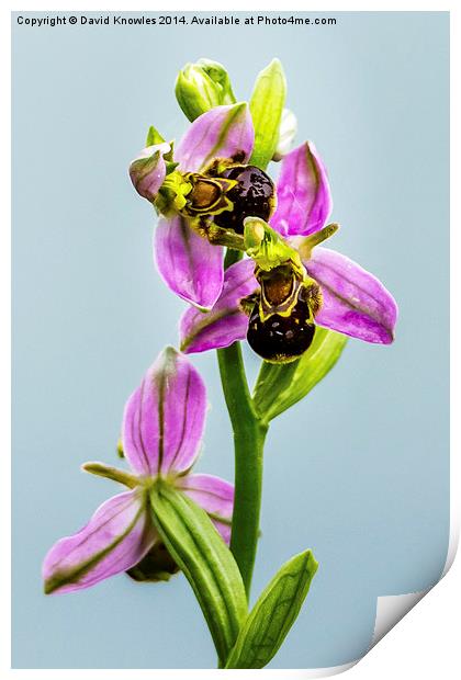 Bee Orchid Print by David Knowles
