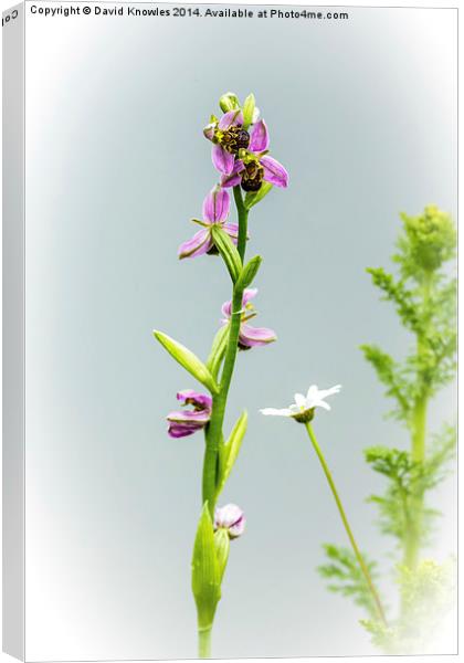 Bee Orchid and Ox -eye Daisy Canvas Print by David Knowles