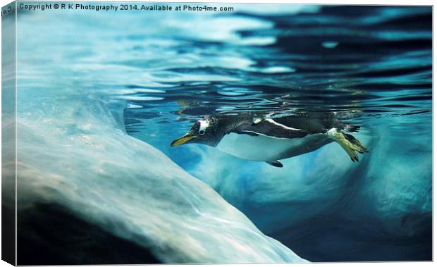 Gentoo penguin Canvas Print by R K Photography
