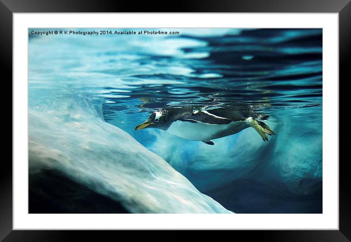 Gentoo penguin Framed Mounted Print by R K Photography