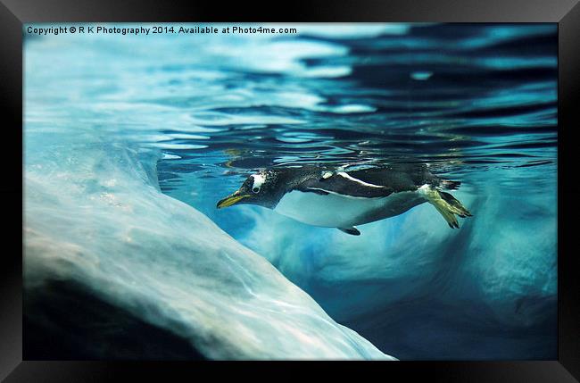 Gentoo penguin Framed Print by R K Photography