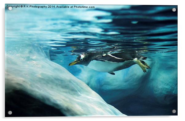 Gentoo penguin Acrylic by R K Photography