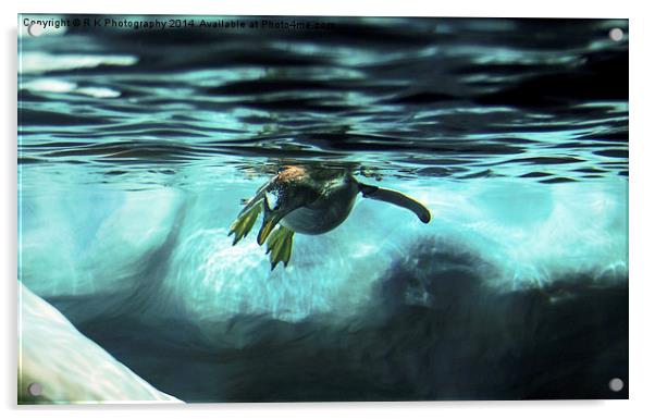 Gentoo penguin Acrylic by R K Photography