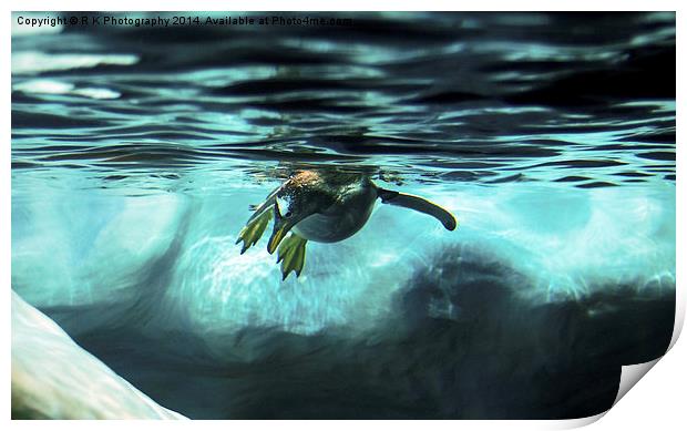 Gentoo penguin Print by R K Photography